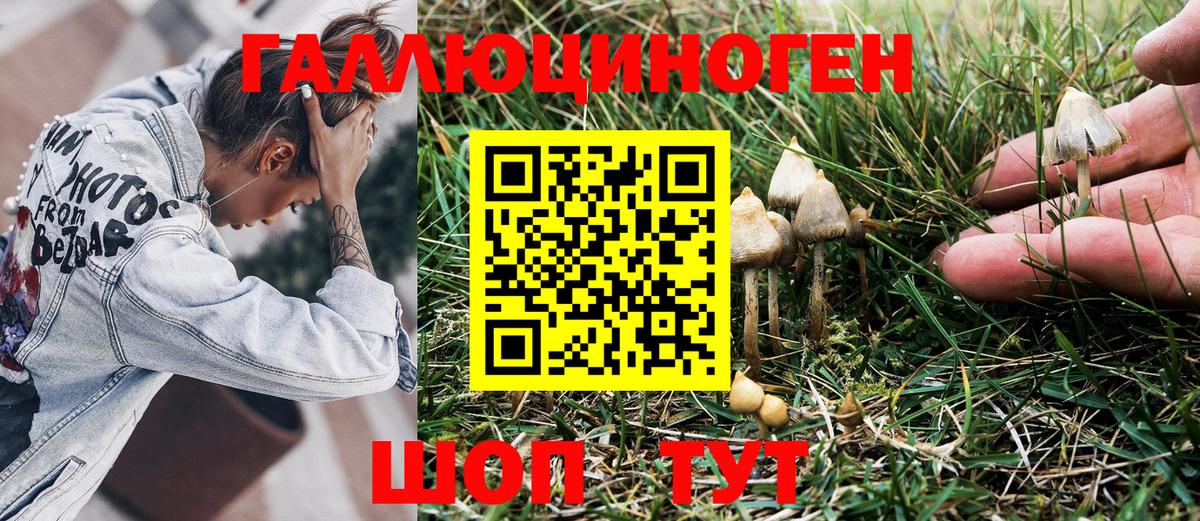Королёв  Псилоцибиновые грибы GOLDEN TEACHER  Вход с VPN 